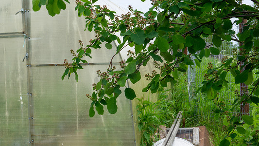 Shadberry Irga 位于带温室的花园地块上。 