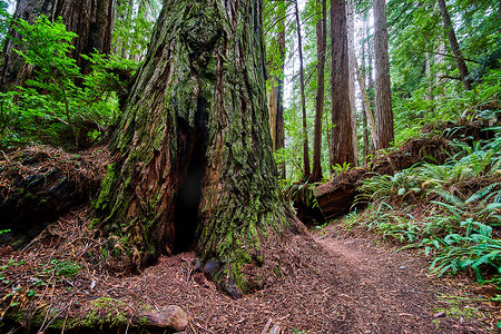 古红杉树上的一个角落，可以容纳一个人沿着小路走