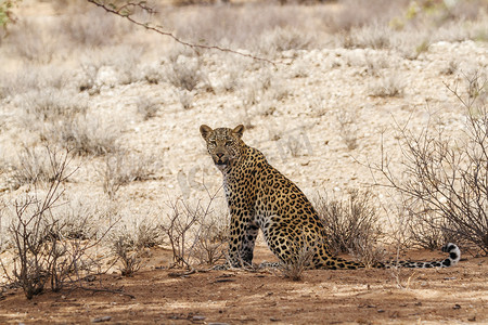 南非 Kgalagadi 跨境公园的豹子