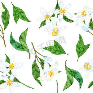 水彩绿叶花卉摄影照片_水彩无缝手绘图案，小树枝上有白色柑橘柠檬花，绿叶。