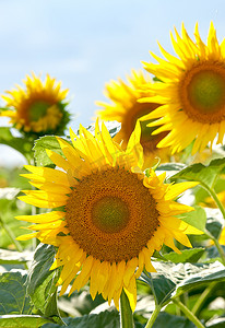 太阳夏天摄影照片_夏天，在蓝天背景下的花园或田野里生长的向日葵。