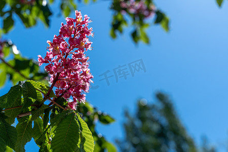 七叶树红板栗花，开花的七叶树红花，五月阳光灿烂的日子。