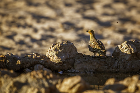 南非 Kgalagadi 跨境公园的纳马夸沙鸡