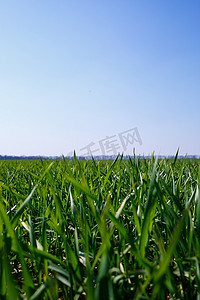 青草背景摄影照片_背景是一片长满青草的绿色田野，天空更加陡峭。