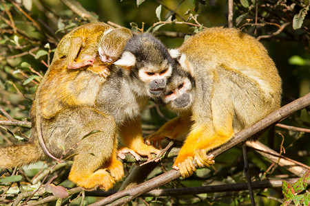 年轻的猿猴趴在妈妈的背上