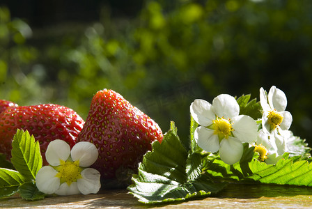 花园里的新鲜草莓水果和鲜花