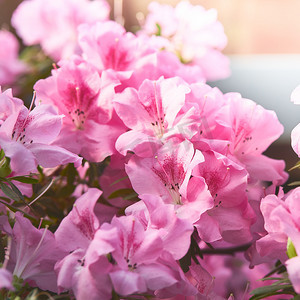 粉色杜鹃摄影照片_绿色背景中的花朵盛开杜鹃花、粉色杜鹃花芽