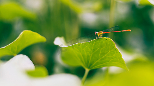 选择性聚焦小蜻蜓在绿叶上模糊的自然背景。