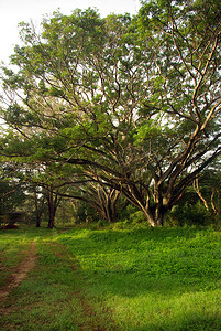 雨叶摄影照片_雨树冠的树荫 大树在森林里
