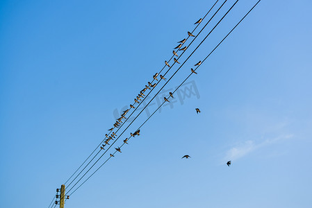 燕子柳叶摄影照片_一根电线上有很多燕子