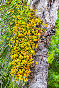 热带天然棕榈树棕榈枣蓝天墨西哥。