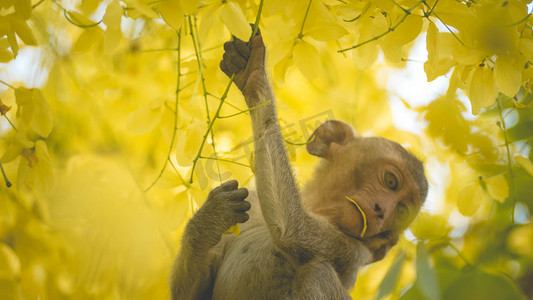 东南亚泰国决明瘘树枝上的小猕猴肖像。