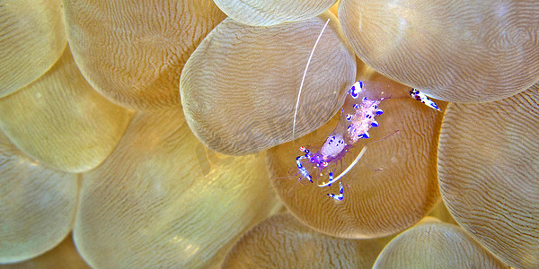 赞扬摄影照片_萨拉斯瓦蒂海葵虾，蓝碧岛，印度尼西亚