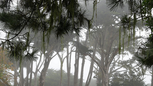 蕾丝地衣苔藓悬挂，雾蒙蒙的森林树木。