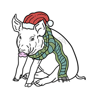 圣诞贺卡，猪戴着圣诞老人的红帽子和绿围巾。