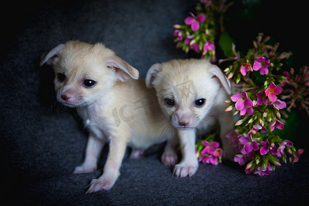 两只带粉红色花朵的耳廓狐幼崽