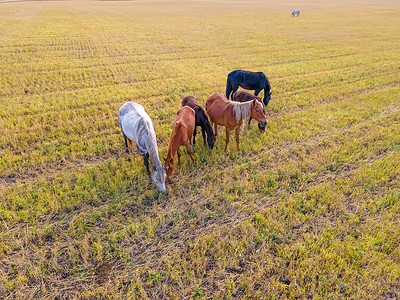 马在草地上吃草。国内农场马是在绿色田野里吃草的哺乳动物。带着小马驹的母马在农场吃草。 