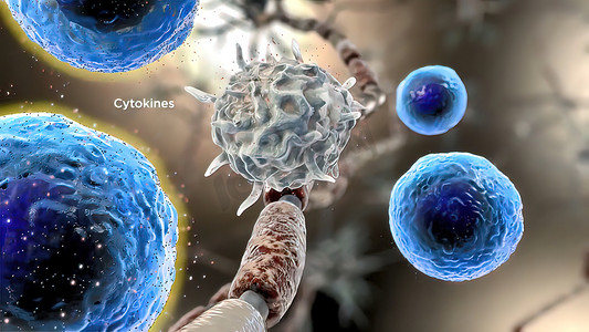 活化的巨噬细胞产生细胞因子