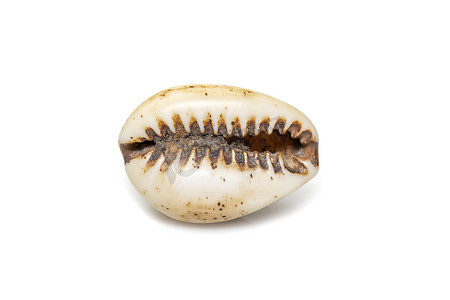 卢里亚伊莎贝拉（Luria isabella），俗名伊莎贝尔贝壳、伊莎贝拉贝壳或黄褐色贝壳，是海蜗牛、贝壳、贝壳科贝壳类软体动物的一种，在白色背景下分离的贝壳。