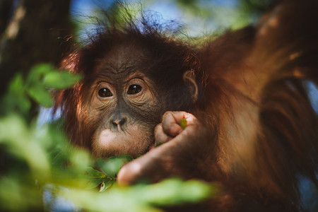 最可爱的小猩猩挂在动物园的树上