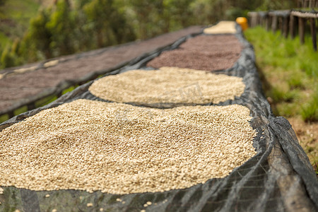 豆子分类摄影照片_农场干燥台上分类的咖啡豆