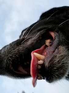 狗狗吃东西摄影照片_黑色猎犬狗嘴特写，舌头伸出