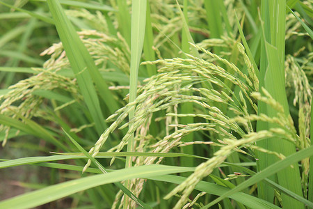 成熟水稻摄影照片_农场树上成熟的稻田