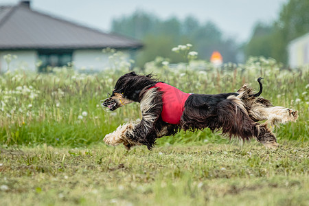 阿富汗猎狼犬在赛狗比赛中快速奔跑并穿过绿地追逐诱饵
