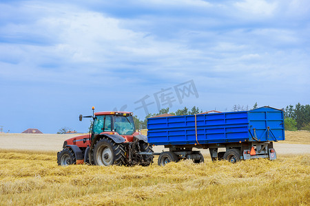 一辆带有蓝色拖车的红色拖拉机将小麦从地里运到农场。