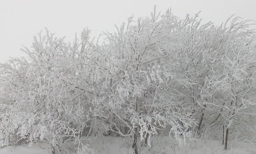 山顶云中白雪覆盖的落叶树