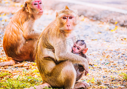 自然界中的猴子家族和母婴动物野生动物