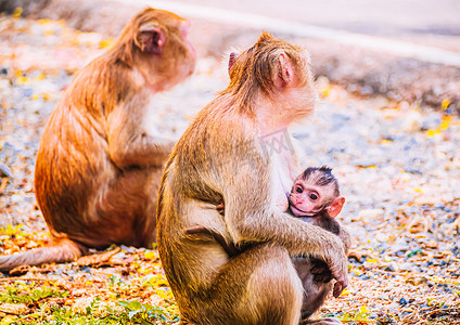 猴妈妈和猴宝宝摄影照片_自然界中的猴子家族和母婴动物野生动物