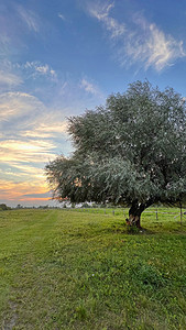 颓摄影照片_欧洲草原上罕见的胡颓子树