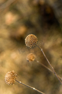 野生佛手柑（Monarda fisulosa）