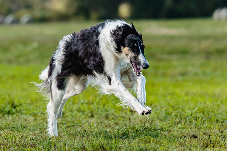 猎狼犬在田野里奔跑，参加诱饵比赛