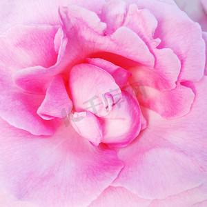 一朵精致的粉红玫瑰特写的花瓣