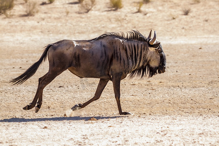 南非 Kgalagadi 跨境公园的蓝色角马