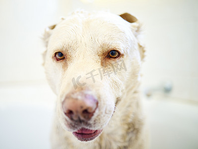 狗洗澡摄影照片_妈妈说我是她的帅哥。
