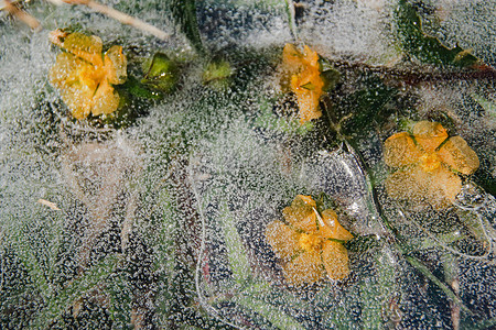 冬天结冰的花朵摄影照片_黄色的花朵被困在融化的冰中