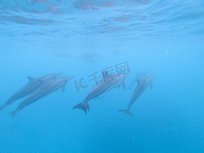 马尔代夫马富士岛附近的蓝色海水中嬉戏的海豚群