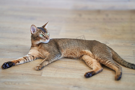 美丽的孟加拉猫品种躺在地板上