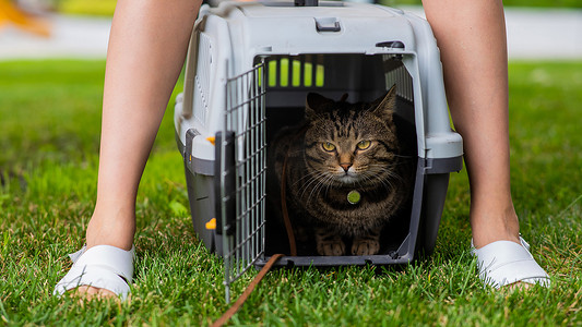 一只灰色条纹的猫躺在露天绿草地上的笼子里，靠近主人的脚边。