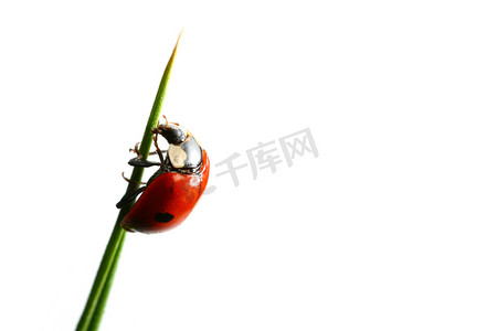 斑点红色摄影照片_草地上的瓢虫