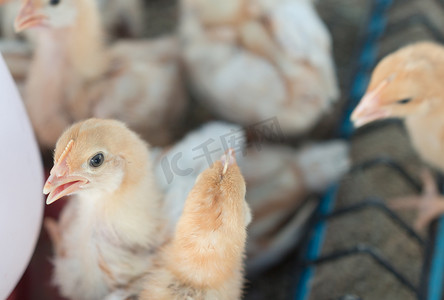一群小鸡挤在农场里