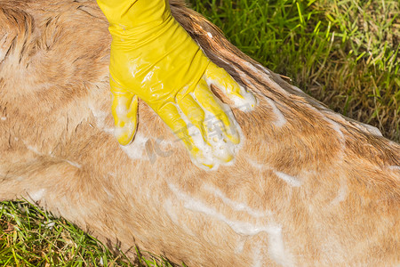 狗洗澡摄影照片_一只戴着黄色家用手套的女人的手在院子的草地上洗狗
