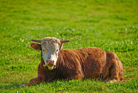 一头赫里福德牛独自坐在农场牧场上。