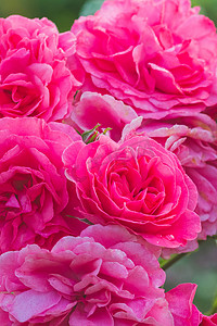 特写粉红玫瑰，名字为：莱昂纳多·达·芬奇，背景模糊。盛开的玫瑰。