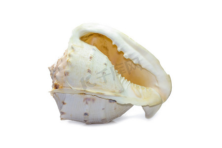 贝壳漂亮摄影照片_角盔海贝壳的图像。 