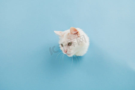贝拉毛茸茸的猫把头从纸蓝色背景的洞里伸出来。