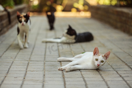流浪猫摄影照片_白色流浪猫躺在酒店度假村的混凝土路面上，背景中有更多的猫。